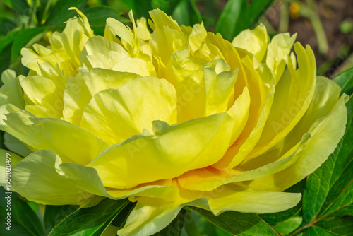 Close view of the yellow peony bud.