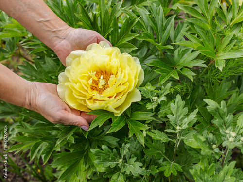 Woman is holding the peony flower on her palms with the green natural background