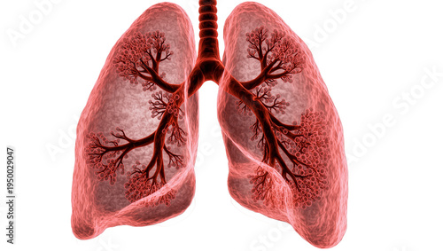 Konstfotografi Isolated anatomical illustration of human lungs, showing respiratory system, bro