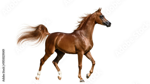 Fotografía Isolated majestic elegant Arabian horse gracefully trotting with flowing mane an