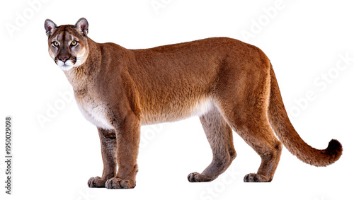 Photos Isolated powerful cougar, also known as puma or mountain lion, standing alert on