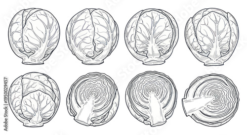 Cabbage Collection: Whole and Halved Views, Black and White Line Art