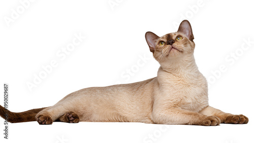 Isolated elegant light brown cat with darker points lying gracefully, looking curiously upwards