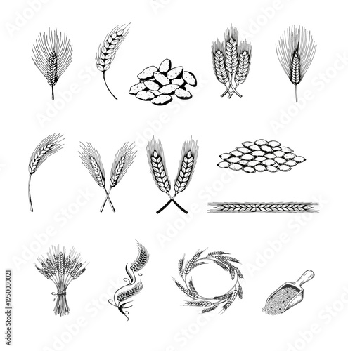 14-Piece Wheat and Barley Vector Bundle, Vintage Engraved Grains Kit for Brewery Logo and Label Packaging Design