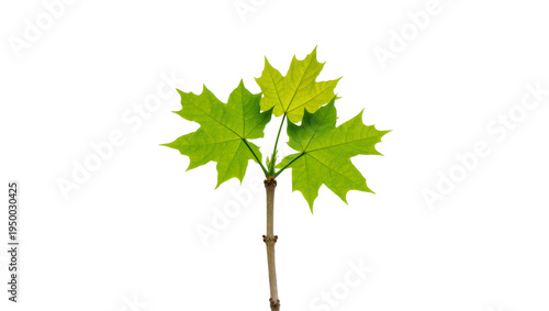 Tableau sur toile Isolated fresh maple tree sprout with three green leaves, growth and nature conc