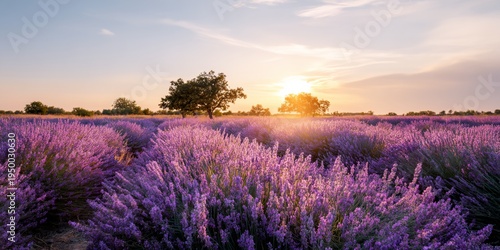 Purple lavender blooms stretch across the field