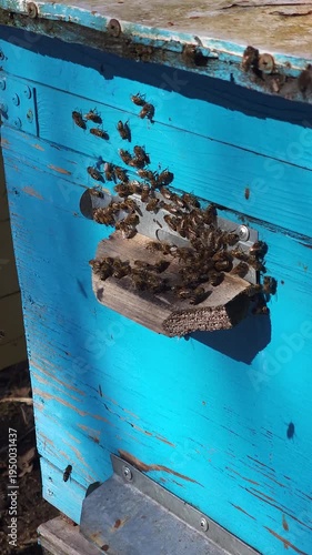 Honey bees flying around hive entrance in mountain apiary near Slavsko Lviv region Ukraine during sunny day beekeeping footage showing active bee colony and natural pollination.