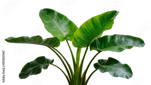 Isolated lush vibrant green tropical houseplant with large broad leaves and strong stems