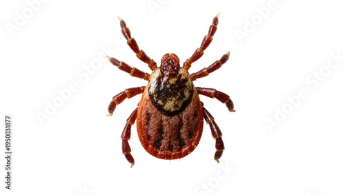 Fotografie Isolated close-up studio shot of a brown American dog tick on a clean surface