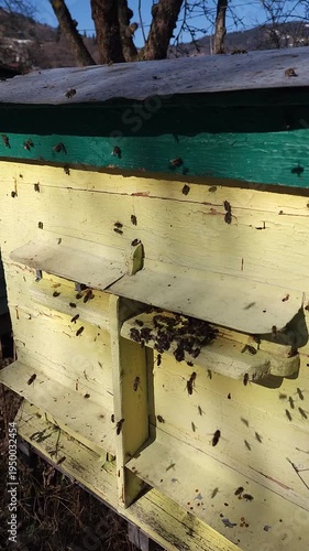 Honey bees flying around hive entrance in mountain apiary near Slavsko Lviv region Ukraine during sunny day beekeeping footage showing active bee colony and natural pollination.