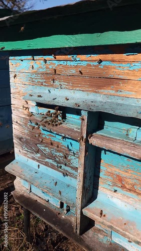 Honey bees flying around hive entrance in mountain apiary near Slavsko Lviv region Ukraine during sunny day beekeeping footage showing active bee colony and natural pollination.