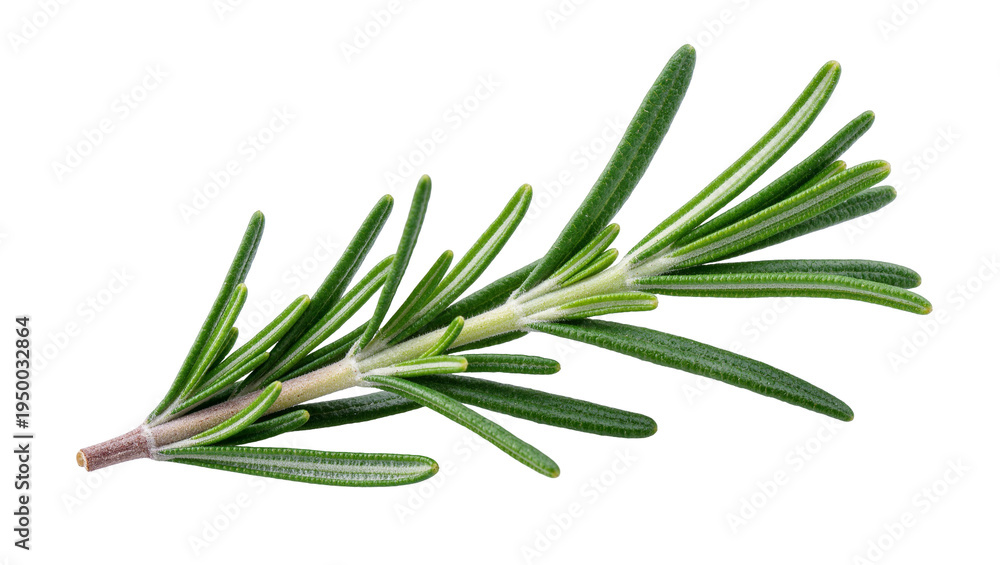 Fototapeta premium Isolated fresh aromatic rosemary sprig, popular culinary herb used for seasoning and garnish