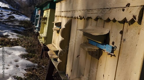 Active honey bee colony flying around hive box entrance in an apiary. Suitable for Sustainability and Eco-Lifestyle, Education and Online Learning, Editorial and Magazine Content.