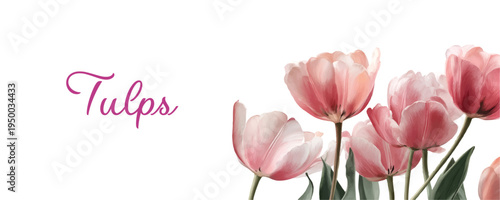 Pink watercolor tulips blooming on a clean white background, creating an elegant floral design for spring themes, mother's day, and delicate greeting cards