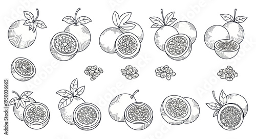 Passion Fruit Hand Drawn Sketch Collection: Whole, Halved, Seeds
