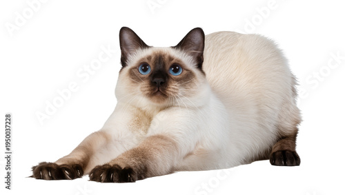 Quadro su tela Isolated Siamese cat in a playful stretch, with striking blue eyes and dark brow