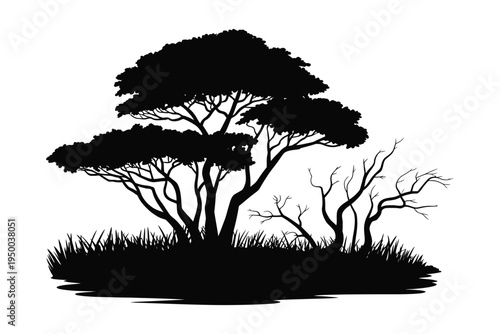 African Acacia Tree Silhouette with spreading canopy, dry branches and savanna grass landscape