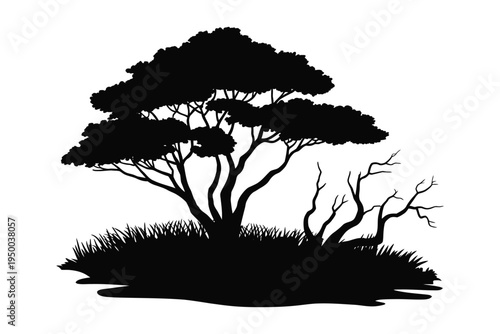 African Acacia Tree Silhouette with spreading canopy, dry branches and savanna grass landscape
