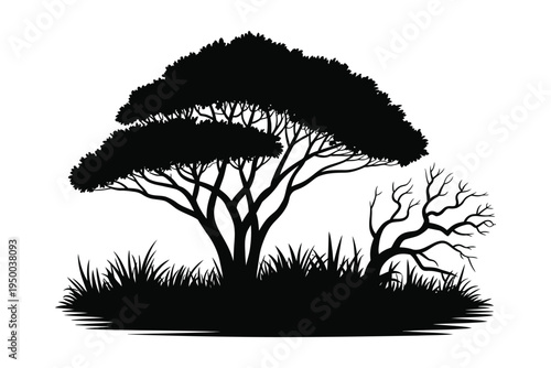 African Acacia Tree Silhouette with spreading canopy, dry branches and savanna grass landscape