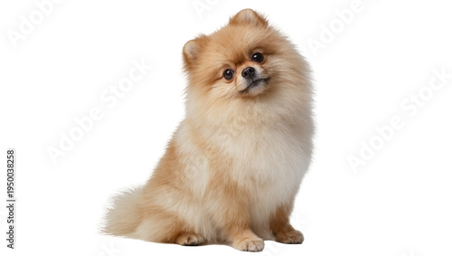 Bild auf Leinwand Isolated fluffy Pomeranian dog sitting and looking playfully at camera with a he