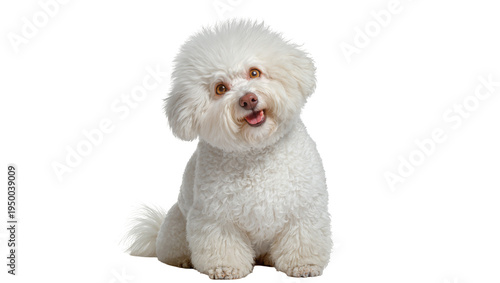 Fotografie Isolated cute fluffy white dog sitting with a curious head tilt and happy open m