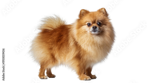 Isolated cute fluffy Pomeranian dog standing and looking at the camera with bright eyes