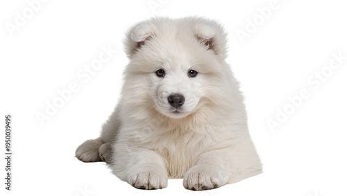Canvas Print Isolated cute fluffy white Samoyed puppy lying down and looking directly at came