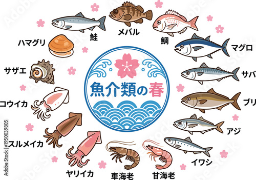 Japanese spring seafood illustration set with labeled fish, shrimp, squid and shellfish, cute vector infographic with sakura elements and marine variety