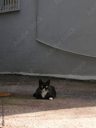 可愛い猫