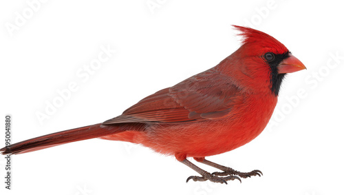 Tableau sur toile Isolated male Northern Cardinal bird with vibrant red plumage, perching, side view portrait
