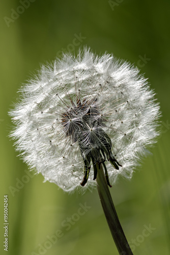 A close up of a dandelion seed head, with a shallow depth of field