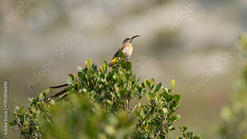Cape sugar bird standing on a tree in the fynbos of Table Mountain of Cape Town. Typical long tail visible through the leaves 