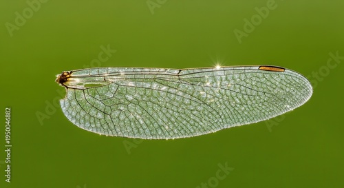 Close-up of a delicate dragonfly wing resting on a vibrant green background