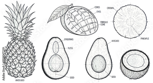 Pineapple, Avocado, Mango, Coconut - Hand Drawn Fruit Anatomy Study
