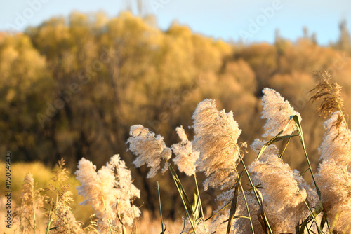 Fotografija withered yellow reeds swaying in the wind under the setting sun