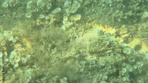 Underwater algae ocean, green marine plants thrive on the seabed, creating a peaceful aquatic ecosystem