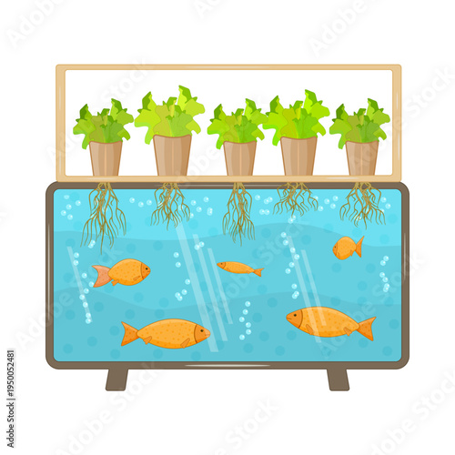 Aquaponics system with fish and plants. Sustainable aquaponics ecosystem. Closed loop biological system. Fish in aquarium providing nutrients for plants. Urban farming and organic food industry.Vector