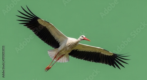 Elegant White Stork in Flight with Outstretched Wings against Green Background