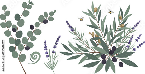 Eucalyptus branches with leaves and lavender flowers on white background