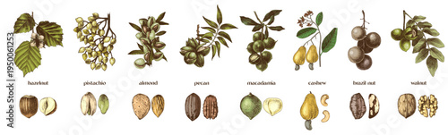 Nut trees branches and close up of nuts