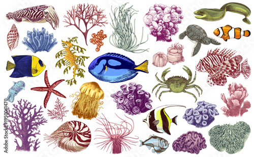 Coral reef and fishes vector illustration