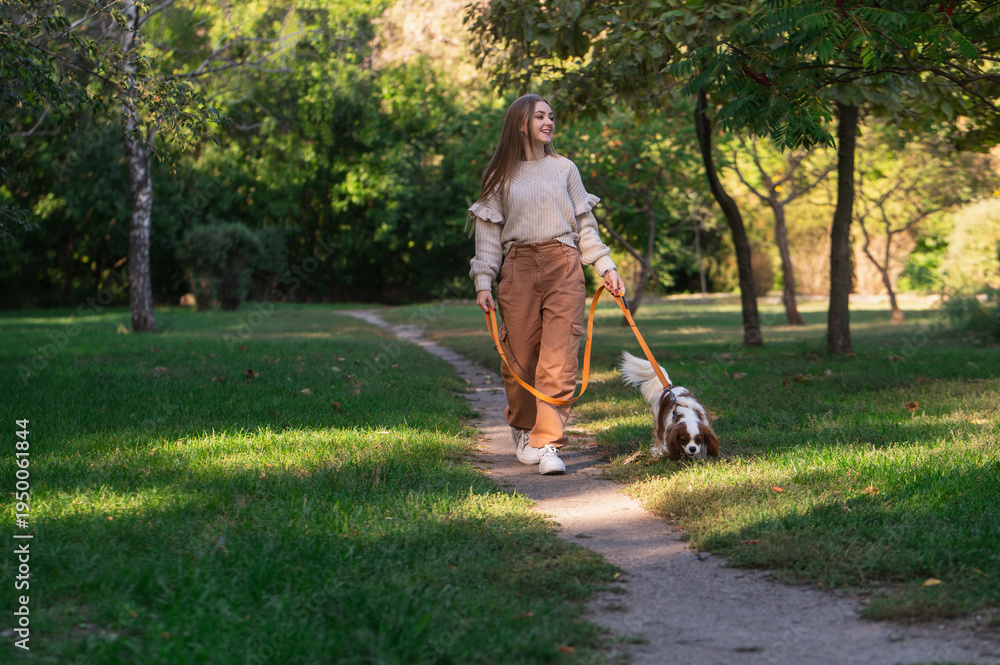 Fototapeta premium A young woman walks her companion spaniel dog on a leash in a park on green grass in spring