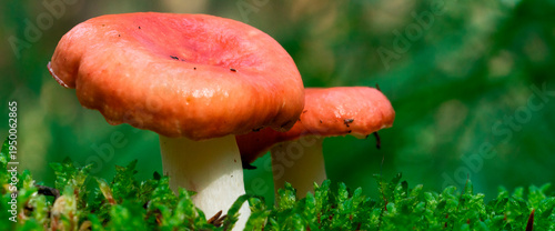 Mushrooms grow on green moss in the forest during a sunny day in late summer