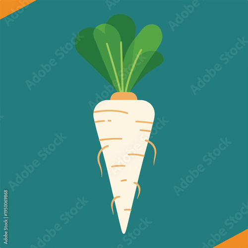 White Radish Root Vegetable with Leaves.