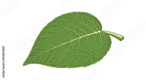 Single green leaf with detailed veins and stem isolated on a plain white background for nature and environmental theme illustrations.