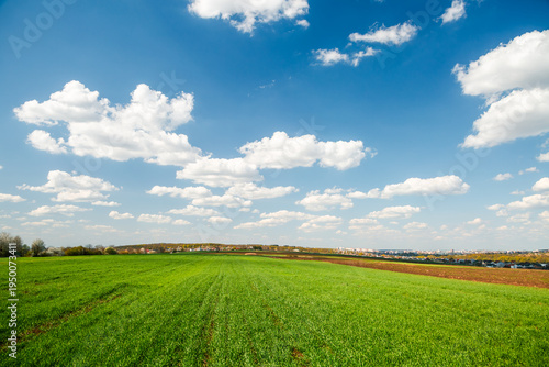 Lush green field under a bright blue sky adorned with fluffy clouds during a sunny spring day.