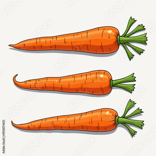 Colorful flat vector collection of three fresh orange carrots with green leafy tops for healthy organic vegetable diet nutrition and agriculture designs.