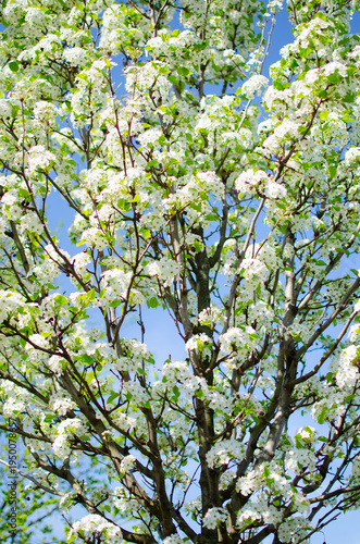 Blossoming spring tree branches against blue sky