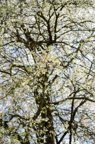 White spring blossoms on tree branches outdoors