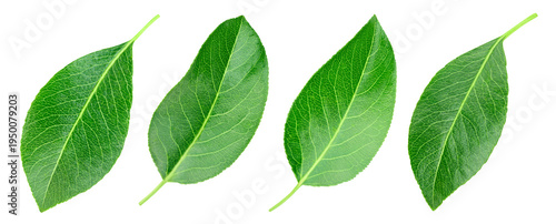Green pears leaf set isolated on transparent background. Leaves pears PNG